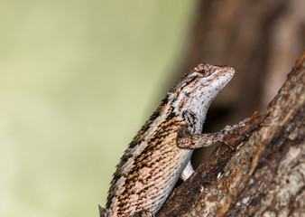A Blue Bellied Lizard.