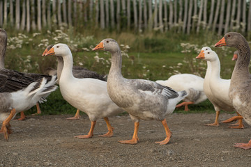 Flock of geese walking rural road
