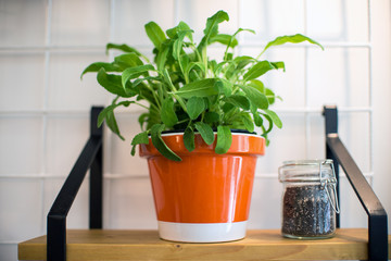 Salvia in vaso arancione su mensola