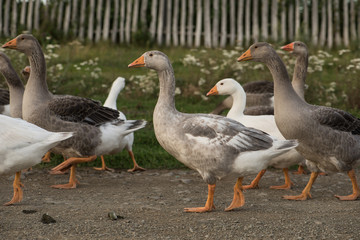 Obraz premium Flock of geese walking rural road
