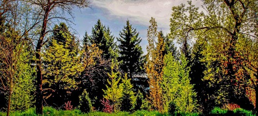 Trees in Spring with mutiple colors