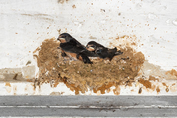 Golondrinas Comunes. Pollos en el nido de barro. Hirundo rustica.