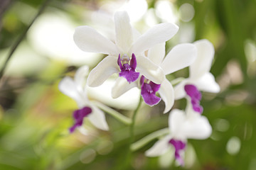 Several white and pink orchids in a greenhouse