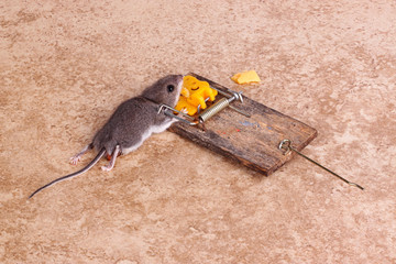 House mouse killed in a trap