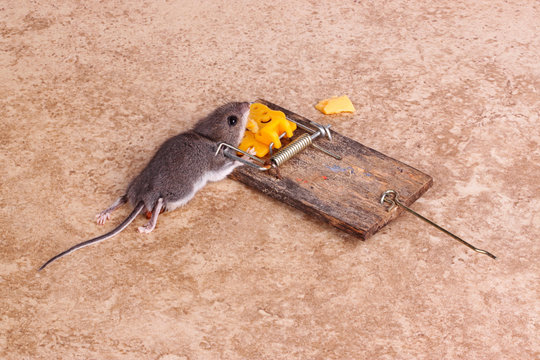 House Mouse Killed In A Trap