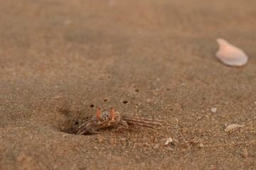 Cangrejo tímido, Chennai (India)