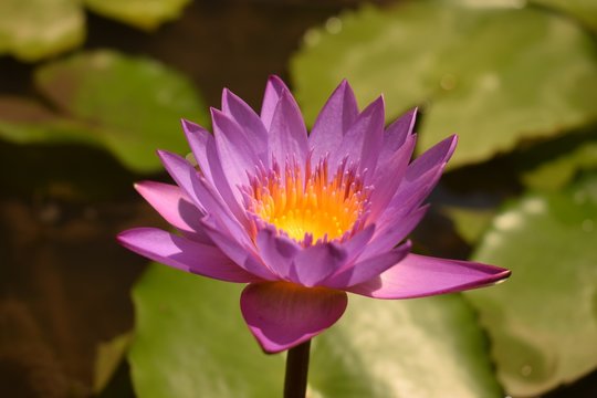 Entre nen&uacute;fares, Pondichery (India)