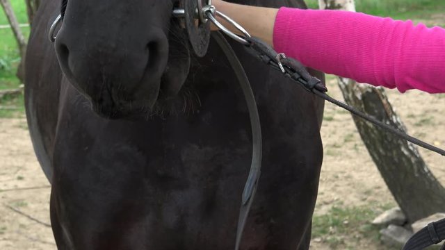The lips of the Horse in bridle close. Horse riding accessories and supplies.
