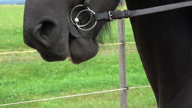 The lips of the Horse in bridle close. Horse riding accessories and supplies.