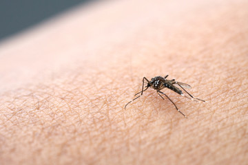 Mosquitoes are spread on human skin to suck blood. People who get mosquitoes or mosquito bites....