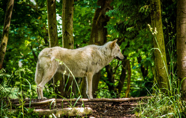 White wolf standing in forest