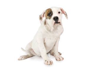 Four months old American Bulldog puppy
