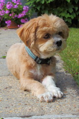 Chien Lhassa Apso couché dans un jardin