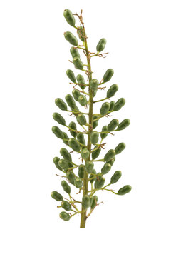 Flowers of galangal  isolated on the white background