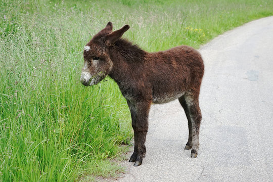 Eselfohlen
