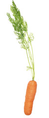 orange carrot with green leaves