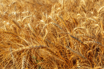 golden wheat field and sunny day
