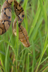 Boa Snake in the grass, Boa constrictor snake on tree branch