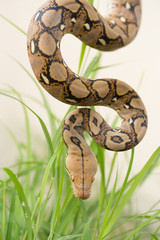 Reticulated python, Boa Snake in the grass, Boa constrictor snake on tree branch
