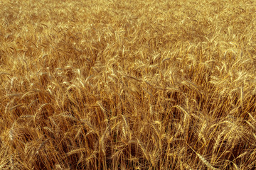 golden wheat field and sunny day