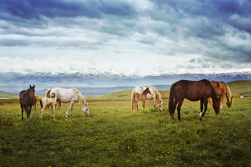 Fototapeta na wymiar Horses on a blooming glade against the blue sky and snow mountains