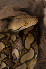 Reticulated python, Boa constrictor snake on tree branch