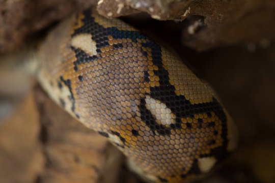 close up Pattern Boa Snake skin abstract textured