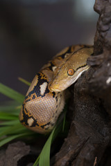 Reticulated python, Boa constrictor snake on tree branch