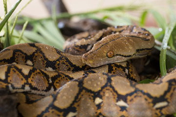 Reticulated python, Boa constrictor snake on tree branch