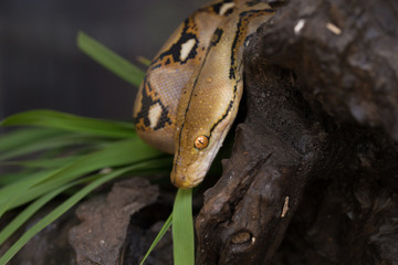 Reticulated python, Boa constrictor snake on tree branch