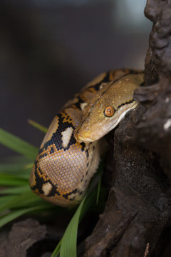 Reticulated python, Boa constrictor snake on tree branch