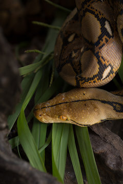 Reticulated python, Boa constrictor snake on tree branch