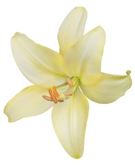 Fototapeta na wymiar light yellow lily bloom isolated on white
