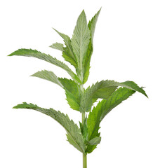 green isolated branch of peppermint
