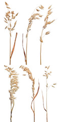 sx brown dry ears of oat isolated on white