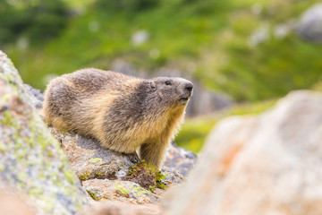 Marmotte sauvage dans les Alpes - Marmot in the Alps