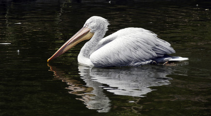 pelican