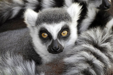 Obraz premium lemur catta