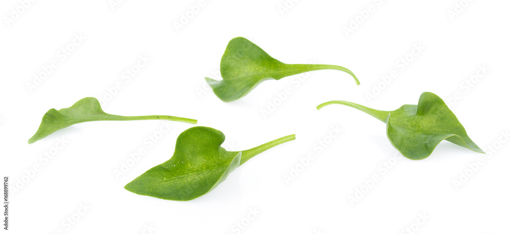 Wall mural Fresh Watercress isolated on white background