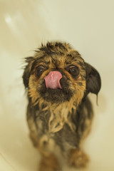 pekingese bath wet dog