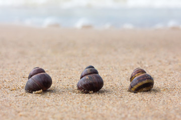 Close up three seashells on the beach. concept of tourism