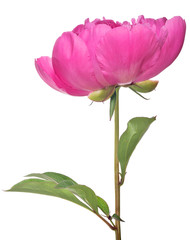 isolated pink peony bloom with small leaves