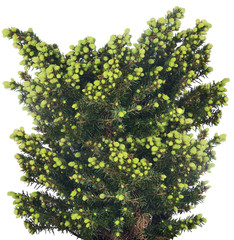 spring small fir tree isolated on white