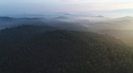 An aerial shot of palm oil plantation.