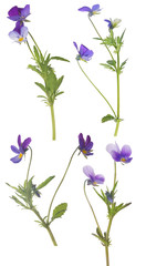 Obraz na płótnie Canvas four small lilac pansy flowers isolated on white