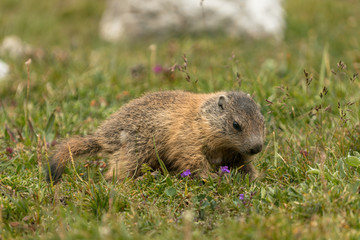 Naklejka na ściany i meble Baby marmot in the grass
