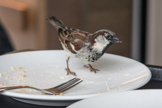Sparrow picks up crumbs from an empty plate