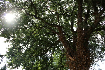 les rayons de soleil dans l'arbre