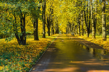 Park- autumn background