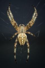 Kreuzspinne